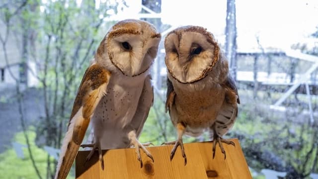  In Sempach bekommt der Vogelschutz Flügel