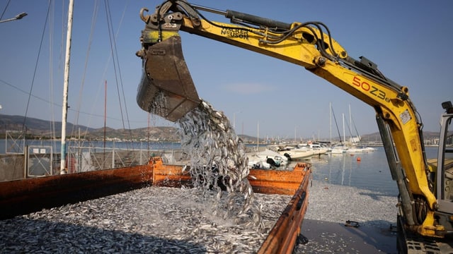  Tonnen toter Fische werden nach Volos gespült