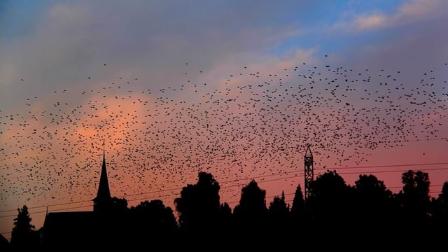  Zürich: Vögel sollen nicht mehr in Fenster prallen und sterben