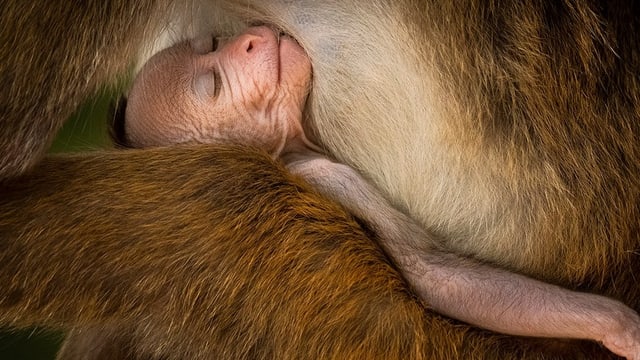  Wildlife Photographer Of The Year 2024: Das sind die Gewinner