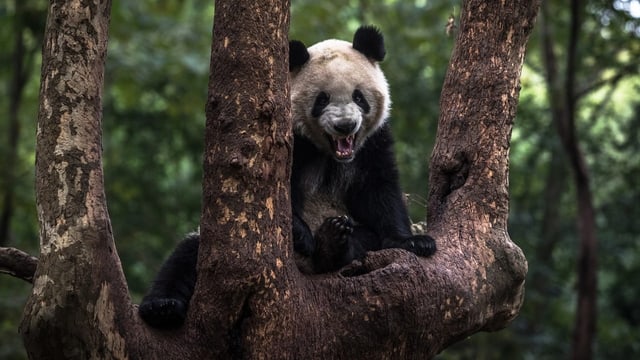  200 Staaten wollen Tiere und Pflanzen vor dem Aussterben retten