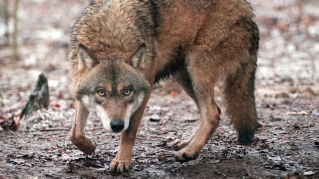  Wolfsschutz wird gelockert +++ Nationalrat tief in Budgetberatung